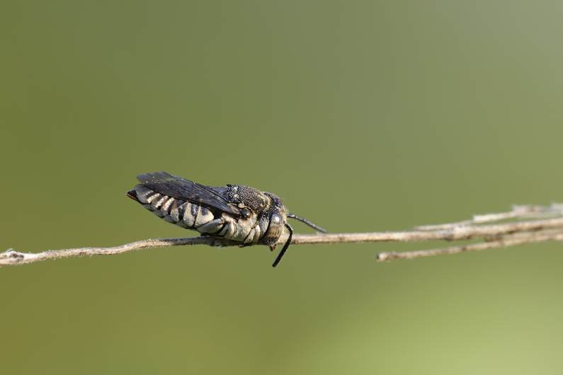 Coelioxys sp.  (Apidae Megachilinae)